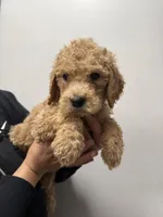 Brown (Boy), a male Goldendoodle for sale in Braselton, GA – Photo 4 of 4