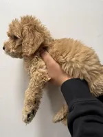 Orange (Boy), a male Goldendoodle for sale in Braselton, GA – Photo 4 of 4