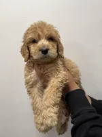 Orange (Boy), a male Goldendoodle for sale in Braselton, GA – Photo 3 of 4