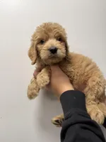 Aqua (Female), a female Goldendoodle for sale in Braselton, GA – Photo 2 of 5