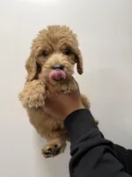 Aqua (Female), a female Goldendoodle for sale in Braselton, GA – Photo 4 of 5