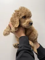 Aqua (Female), a female Goldendoodle for sale in Braselton, GA – Photo 5 of 5