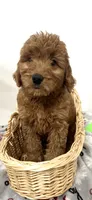 Girl , a female Goldendoodle for sale in Braselton, GA – 1 of 2