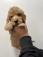 Purple (Female), a female Goldendoodle for sale in Braselton, GA – Photo 2 of 4