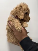 Purple (Female), a female Goldendoodle for sale in Braselton, GA – Photo 4 of 4