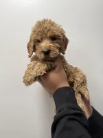 Purple (Female), a female Goldendoodle for sale in Braselton, GA – Photo 3 of 4