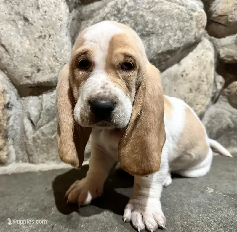 Charlie – Basset Hound puppy for sale in Manorville, NY