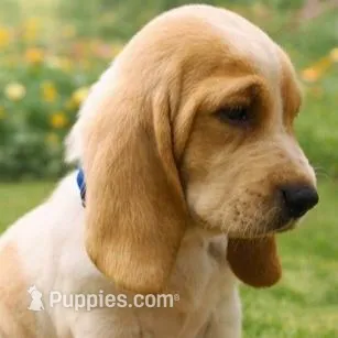 Charlie, a male Basset Hound for sale in Manorville, NY – Photo 3 of 3