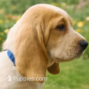 Charlie – Basset Hound puppy for sale in Manorville, NY