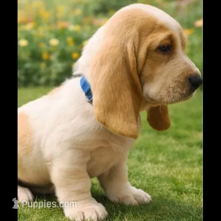 Charlie, a male Basset Hound for sale in Manorville, NY – Photo 2 of 3