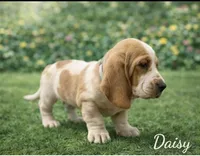 Daisy - PENDING, a female Basset Hound for sale in Manorville, NY – Photo 2 of 3