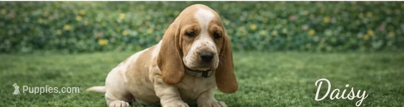 Daisy - PENDING, a female Basset Hound for sale in Manorville, NY – Photo 1 of 3