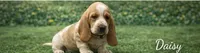 Daisy - PENDING, a female Basset Hound for sale in Manorville, NY – Photo 1 of 3