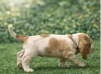 Daisy - PENDING, a female Basset Hound for sale in Manorville, NY – Photo 3 of 3