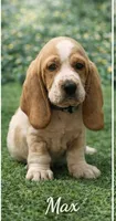 Max, a male Basset Hound for sale in Manorville, NY – Photo 3 of 3