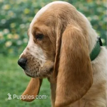 Max, a male Basset Hound for sale in Manorville, NY – Photo 2 of 3