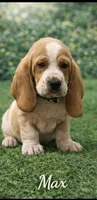 Max, a male Basset Hound for sale in Manorville, NY – Photo 1 of 3