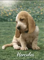 Hercules, a male Basset Hound for sale in Manorville, NY – Photo 1 of 2