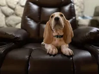 Teddy, a male Basset Hound for sale in Manorville, NY – Photo 1 of 7