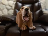 Teddy, a male Basset Hound for sale in Manorville, NY – Photo 2 of 7