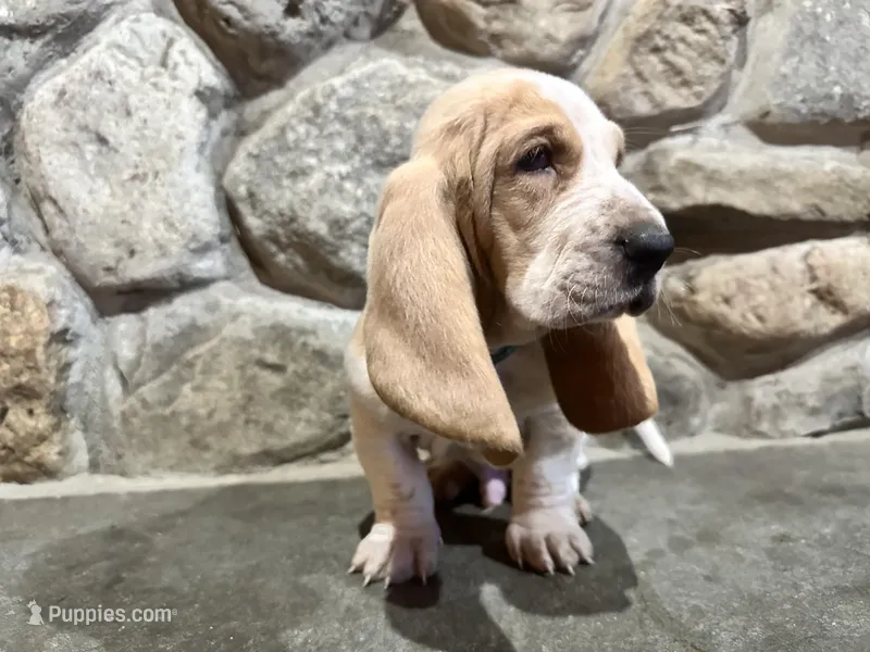 Hercules – Basset Hound puppy for sale in Manorville, NY
