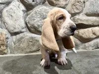 Teddy, a male Basset Hound for sale in Manorville, NY – Photo 3 of 7