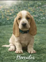 Hercules, a male Basset Hound for sale in Manorville, NY – Photo 2 of 2