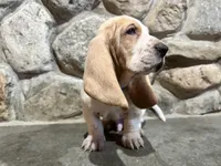 Teddy, a male Basset Hound for sale in Manorville, NY – Photo 5 of 7