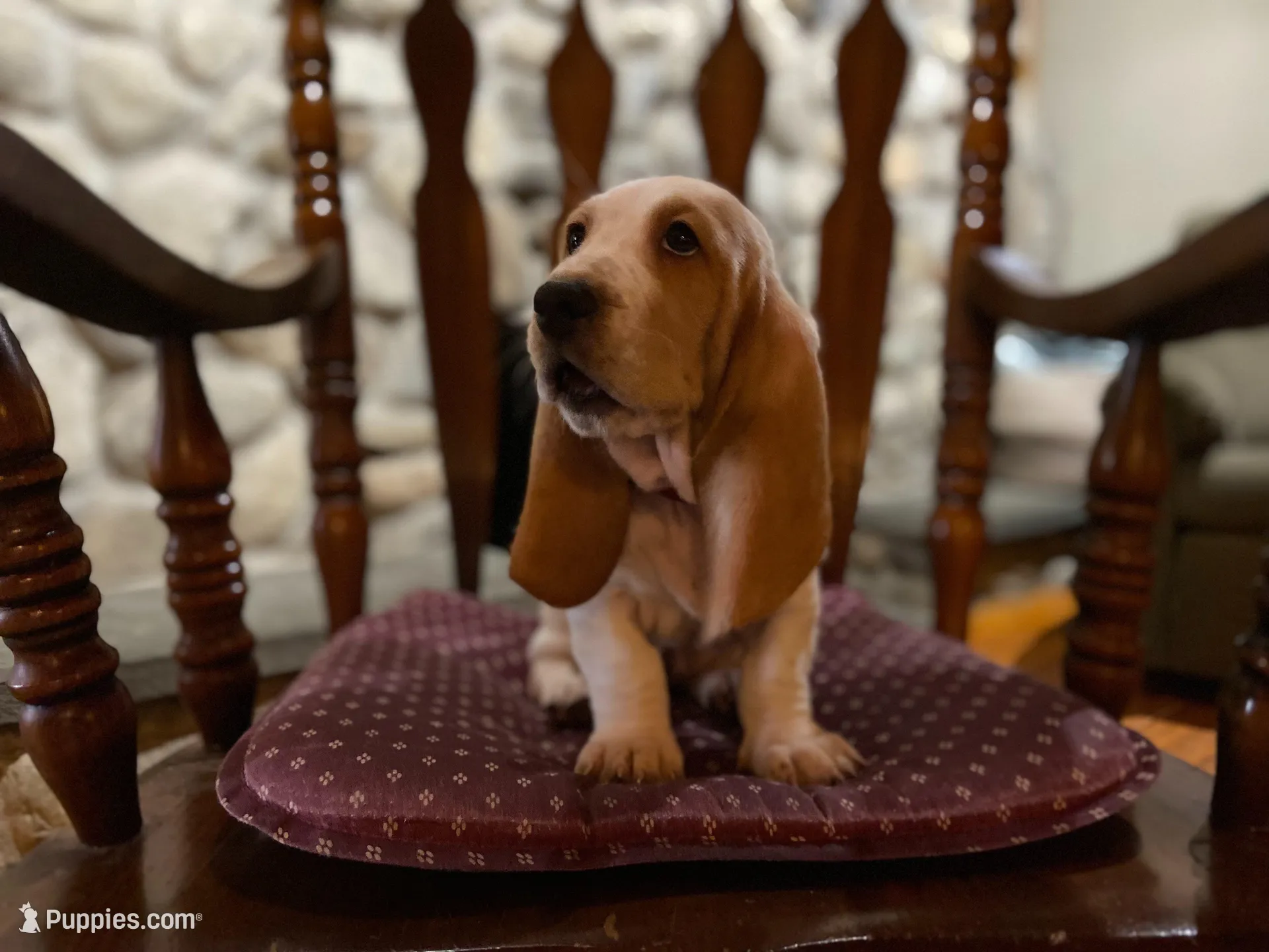 Sadie – Basset Hound puppy for sale in Manorville, NY