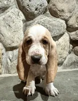 PENDING Sadie, a female Basset Hound for sale in Manorville, NY – Photo 4 of 6