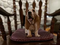 PENDING Sadie, a female Basset Hound for sale in Manorville, NY – Photo 2 of 6