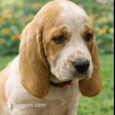 Sadie – Basset Hound puppy for sale in Manorville, NY