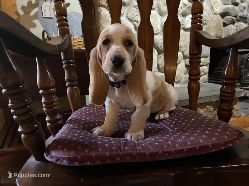 Bella – Basset Hound puppy for sale in Manorville, NY