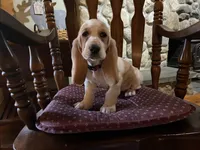 PENDING Bella, a female Basset Hound for sale in Manorville, NY – Photo 1 of 9