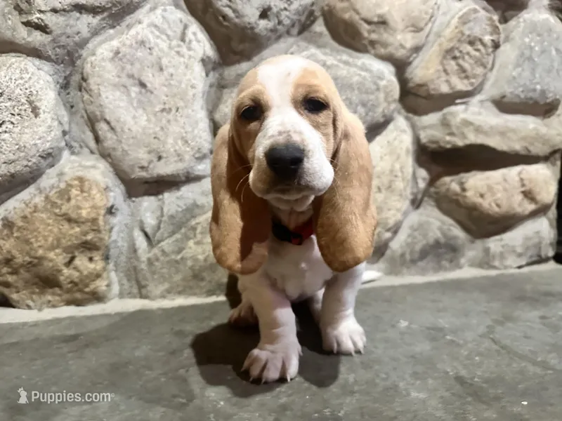 Bella – Basset Hound puppy for sale in Manorville, NY