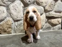 PENDING Bella, a female Basset Hound for sale in Manorville, NY – Photo 3 of 9