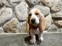 PENDING Bella, a female Basset Hound for sale in Manorville, NY – Photo 4 of 9