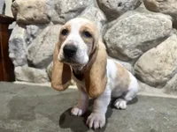 PENDING Bella, a female Basset Hound for sale in Manorville, NY – Photo 5 of 9
