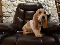 PENDING Bella, a female Basset Hound for sale in Manorville, NY – Photo 2 of 9
