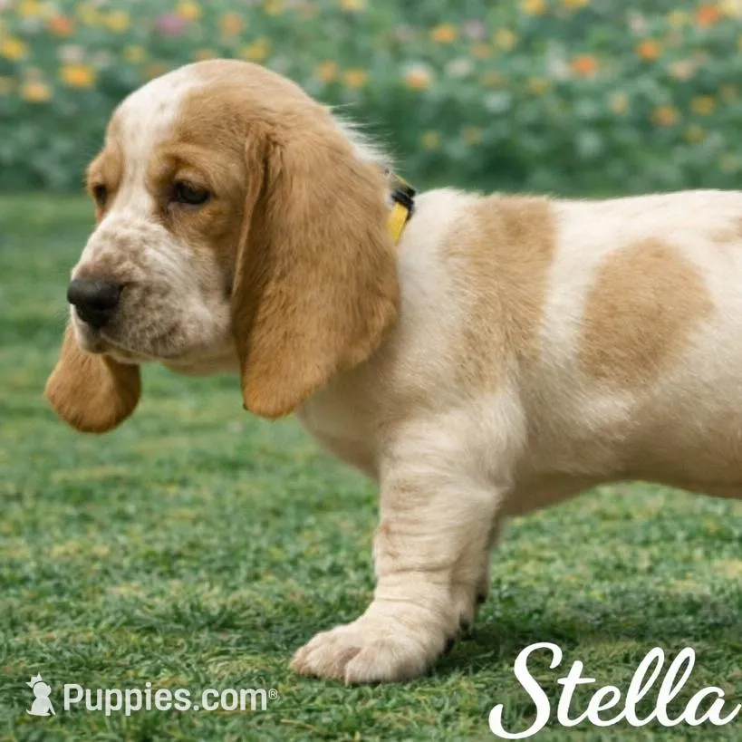 Stella – Basset Hound puppy for sale in Manorville, NY