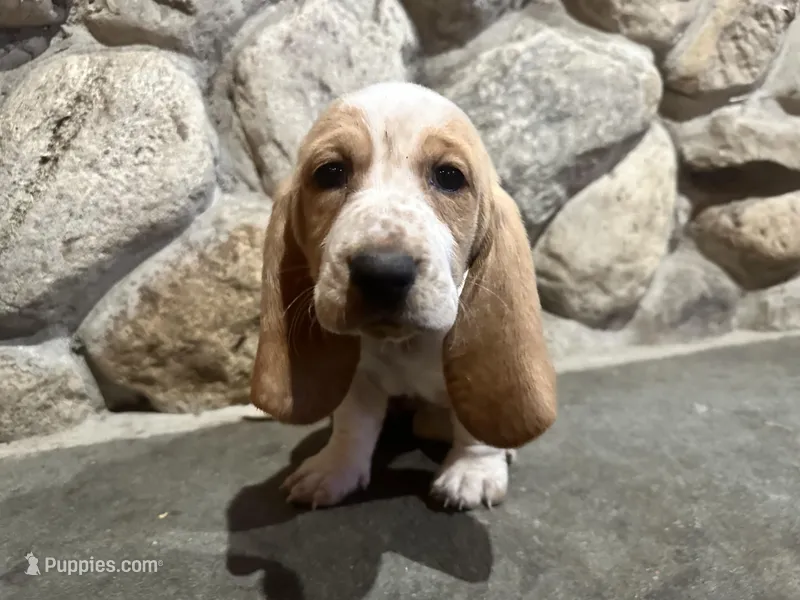 Stella – Basset Hound puppy for sale in Manorville, NY