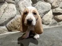 SOLD Stella, a female Basset Hound for sale in Manorville, NY – Photo 1 of 3