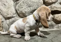 SOLD Stella, a female Basset Hound for sale in Manorville, NY – Photo 2 of 3