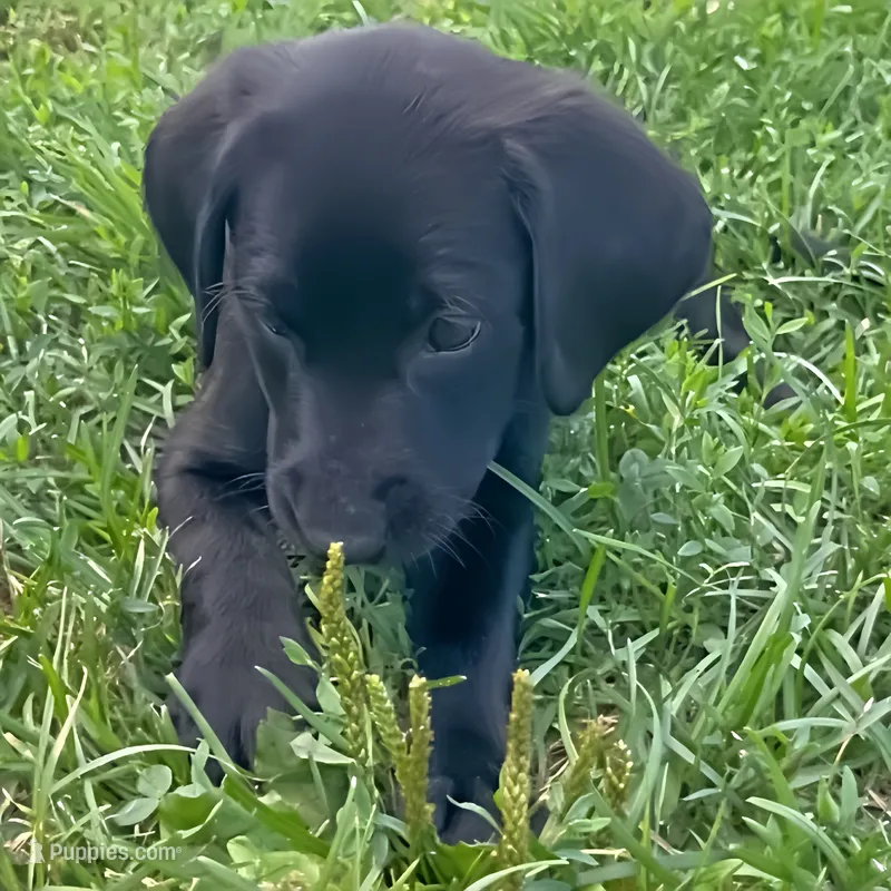 Mohiam – Labrador Retriever puppy for sale in Spencer, MA