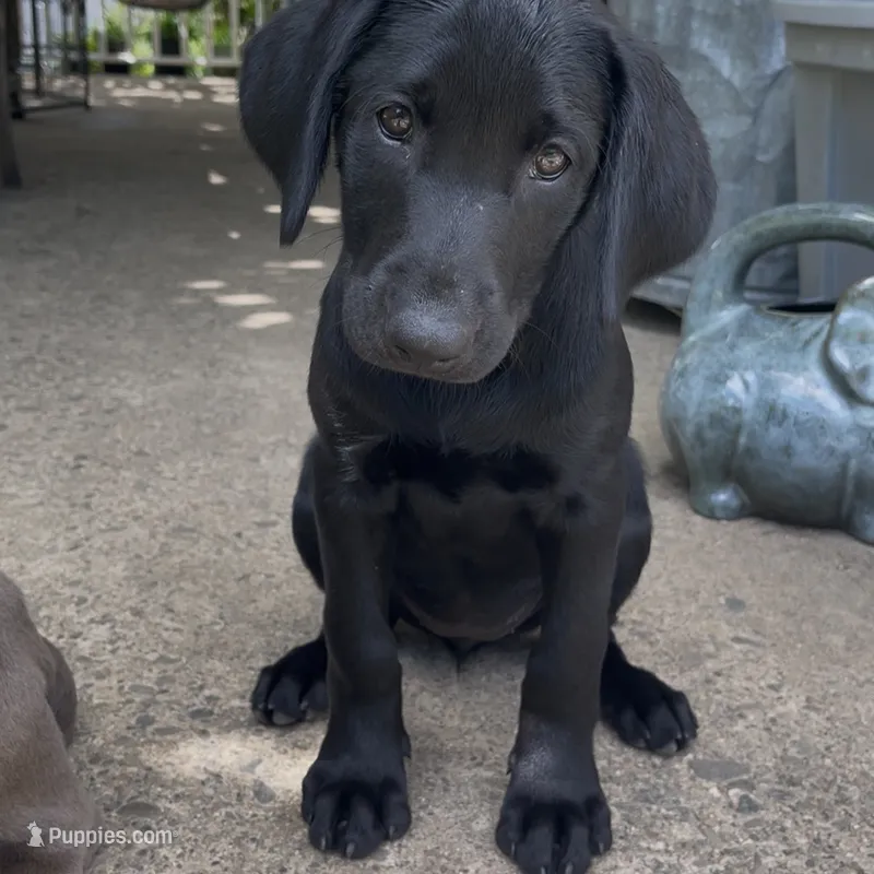 Mohiam – Labrador Retriever puppy for sale in Spencer, MA