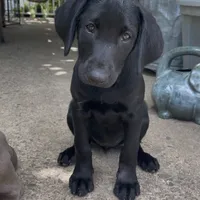 Mohiam, a female Labrador Retriever for sale in Spencer, MA – 1 of 10