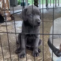 Alia, a female Labrador Retriever for sale in Spencer, MA – 8 of 10