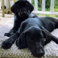 Lucilla, a female Labrador Retriever for sale in Spencer, MA – 5 of 9