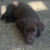 Chani, a female Labrador Retriever for sale in Spencer, MA – 3 of 10