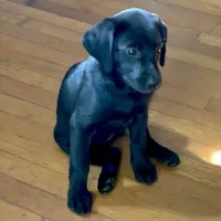 Nayla, a female Labrador Retriever for sale in Spencer, MA – 6 of 10